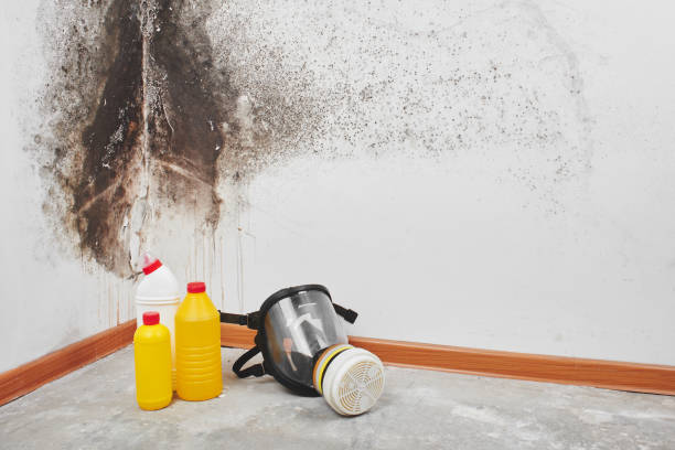 Best Mold Testing  in Montpelier, VT