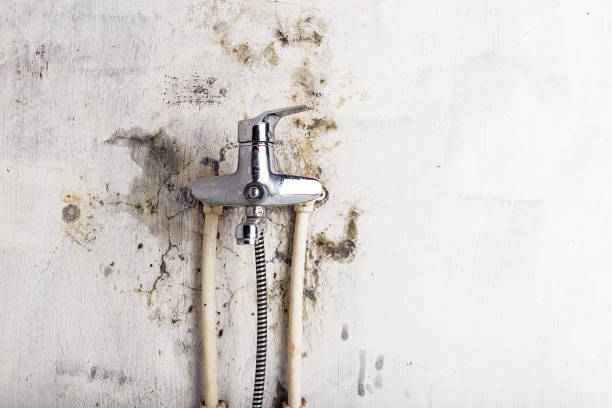Best Best Mold Removal Companies  in Montpelier, VT