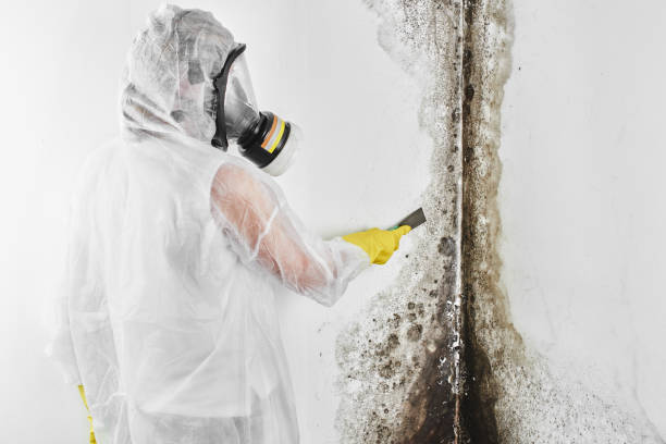 Reliable Montpelier, VT Mold Removal Solutions