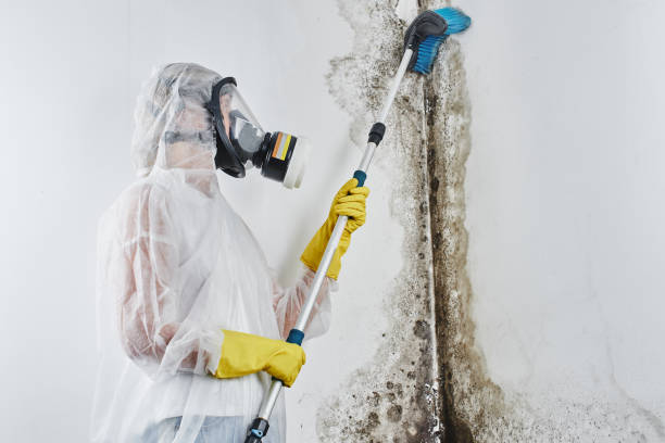 Best Attic Mold Removal  in Montpelier, VT