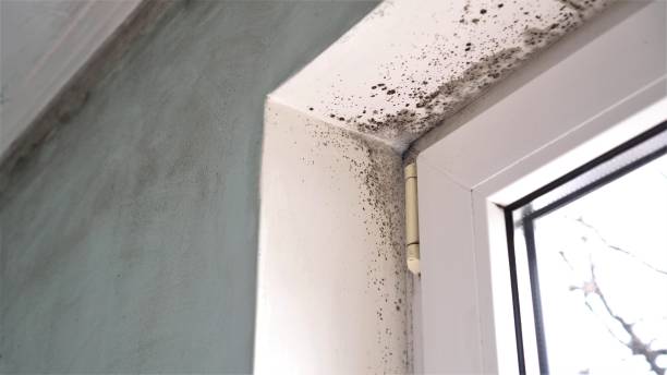 Best Local Mold Removal Service  in Montpelier, VT