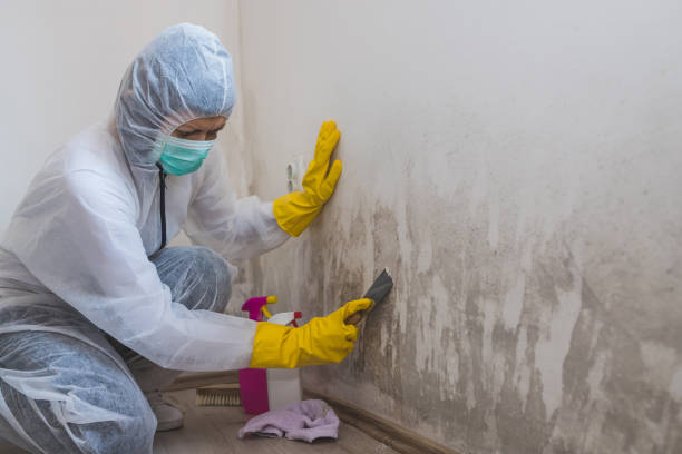 Best Mold Damage Repair  in Montpelier, VT
