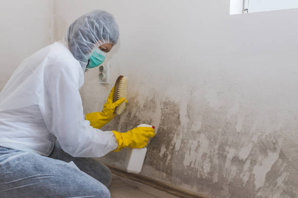Best Certified Mold Removal  in Montpelier, VT