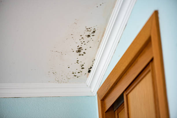 Best Professional Mold Removal  in Montpelier, VT