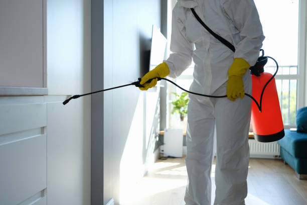 Best Attic Mold Removal  in Montpelier, VT