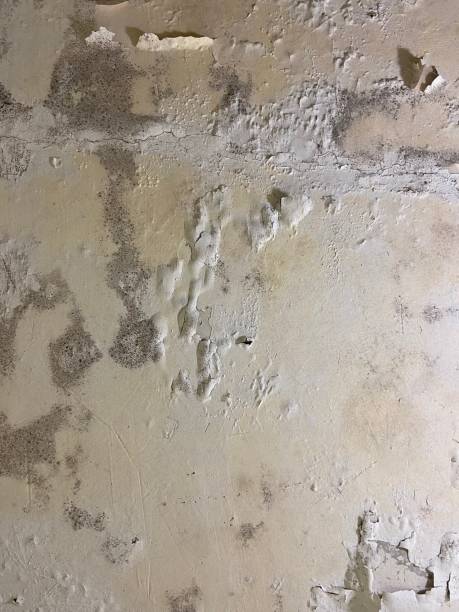 Best Mold Cleaning Services  in Montpelier, VT