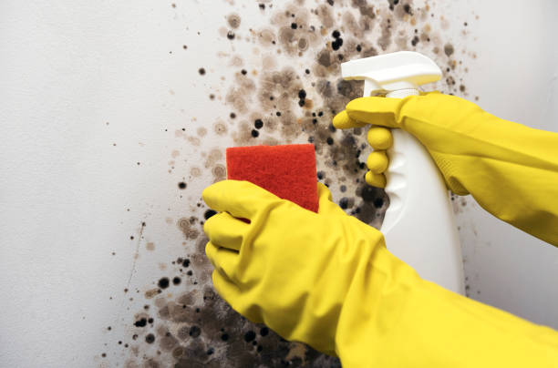 Best Mold Removal Company Near Me  in Montpelier, VT