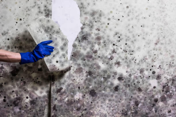 Best Local Mold Removal Service  in Montpelier, VT