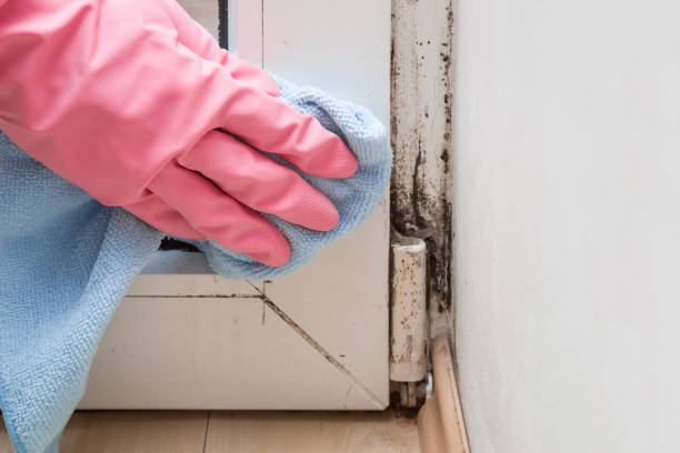 Best Office Mold Removal Services  in Montpelier, VT