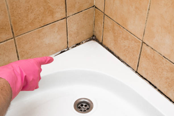Best Same-Day Mold Removal  in Montpelier, VT